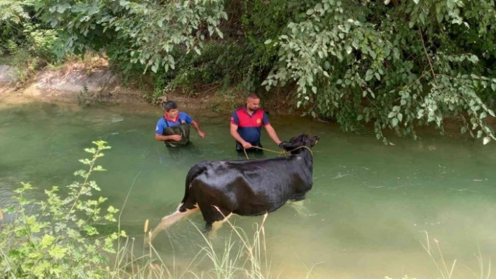 Sulama kanalına düşen ineğin yardımına itfaiye yetişti