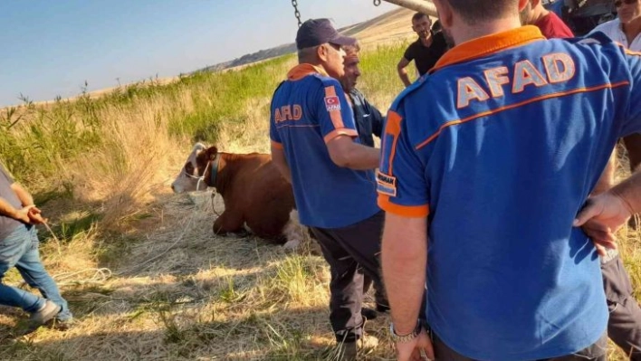 Sulama kanalına düşen inek kurtarıldı