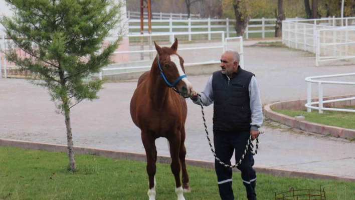 Sultansuyu'nun gözde atı: Özgünhan