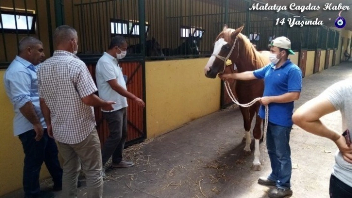 Safkan Arap Tayları görücüye çıkıyor