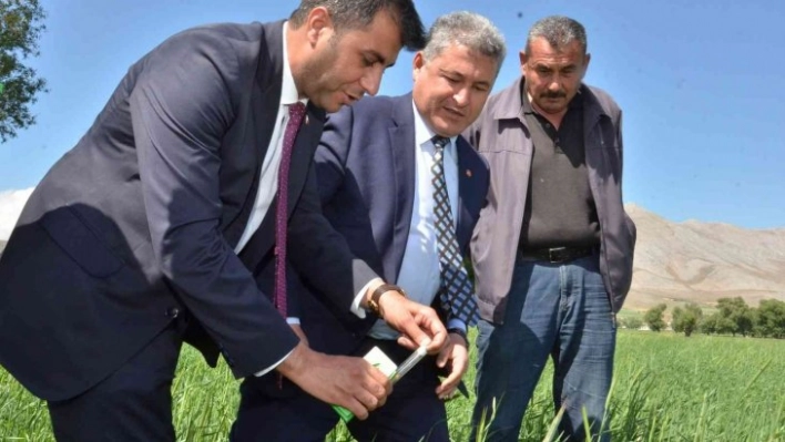 Süne ile mücadele için tarlalara 130 bin 'arıcık' salındı