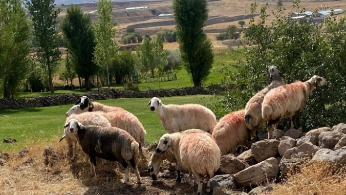 Sürüden ayrılan koyunlar vatandaş ve jandarma iş birliği ile bulundu