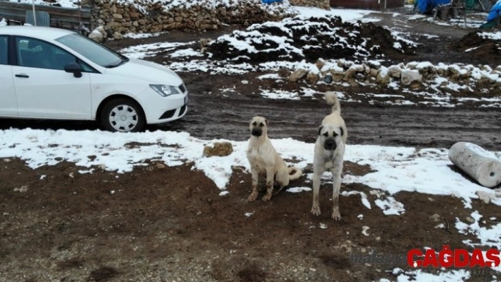 Sürüyü koruyan çoban köpeklerinin drone ile imtihanı