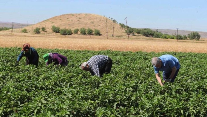 Tahmazoğlu domates ve biber hasadı yaptı