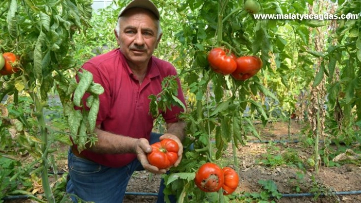 Tanesi ortalama 1 kilo geliyor, bu domatesler ağırlıklarıyla dikkat çekiyor