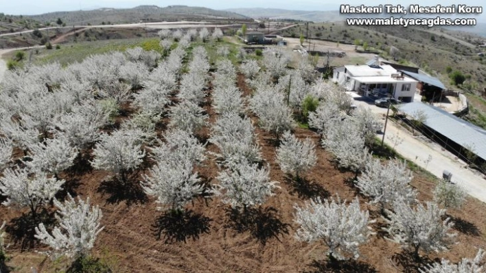 Tarihi Harput Mahallesi kiraz çiçekleriyle beyaza büründü