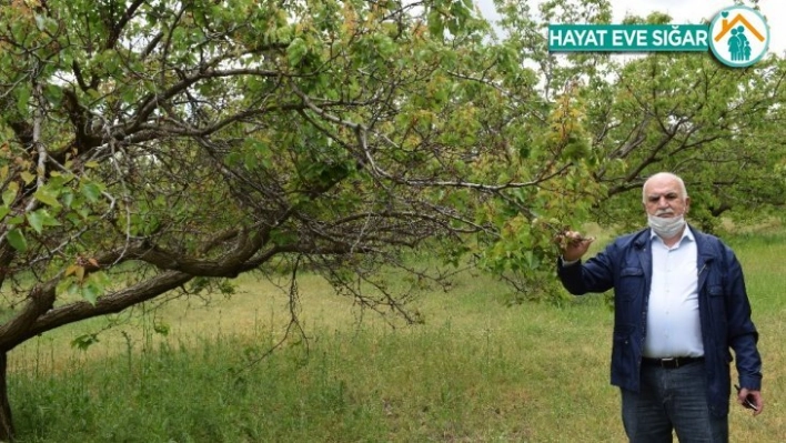 Tarım ilacı kayısı ağaçlarını kuruttu