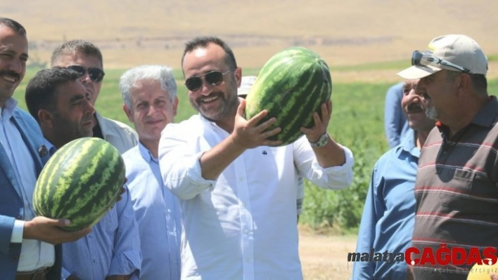 Tarlaya giren Milletvekili Ağar, hasata katıldı