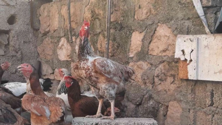 Tavuğun sahibi: 'Sabahları tavuğun horoz gibi ötme sesiyle uyanmaya başladık'