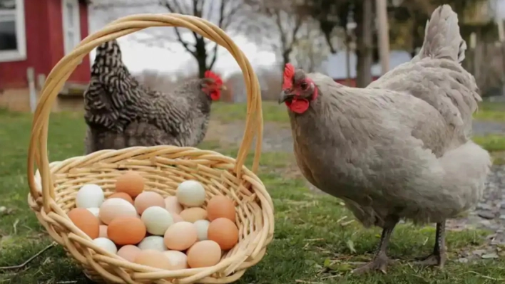 Tavuk eti üretimi arttı, yumurta üretimi azaldı