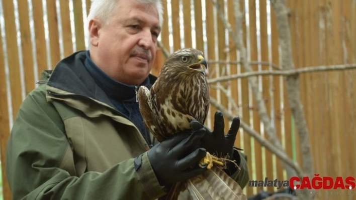 Tedavileri tamamlanan güvercin ve şahin doğaya salındı