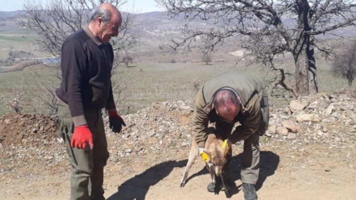 Tedavisi yapılan yavru yaban keçisi doğaya bırakıldı