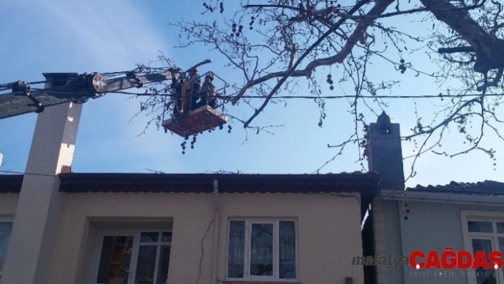 Tekirdağ'da anıt ağaçlara bakım