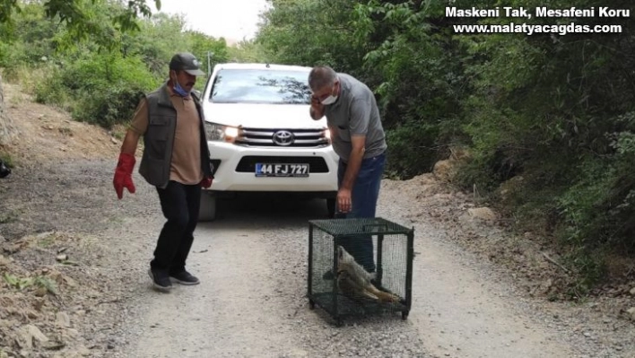 Telef olan tilkiyi gören doğa fotoğrafçısı duyarsız kalmadı