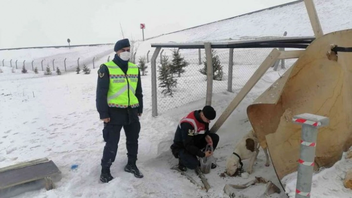 Terk edilen pitbull ırkı köpeğe Jandarma ekipleri sahip çıktı