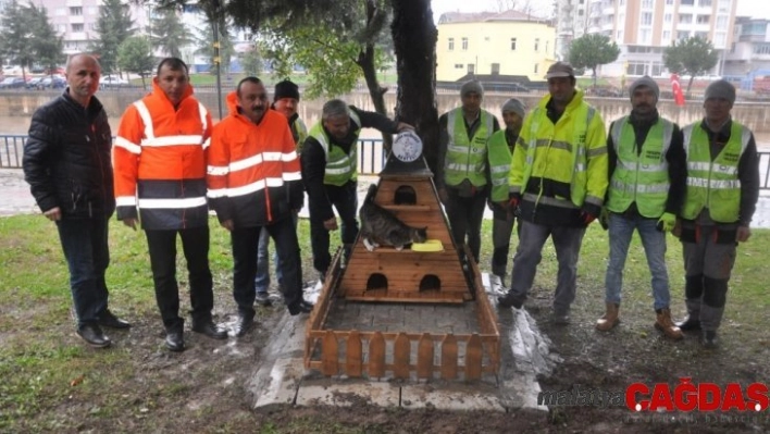 Terme'de kedilere sıcak yuva