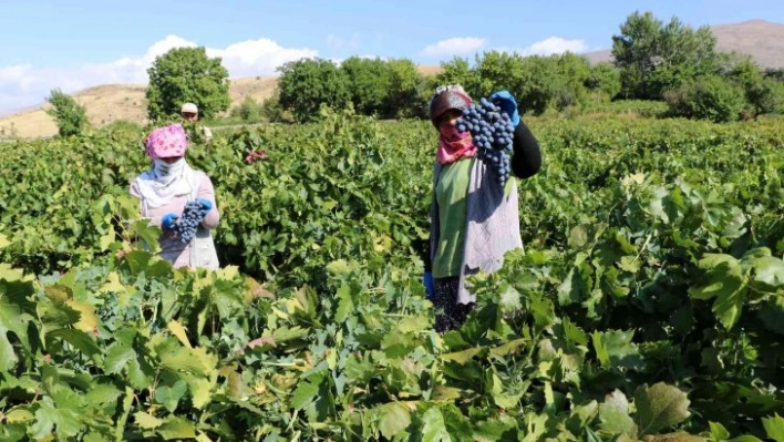 Tescilli Cimin üzümünde hasat zamanı