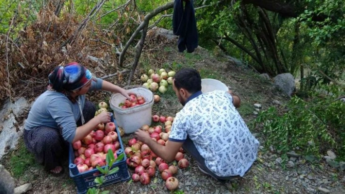 Tescilli Kuytucak narında hasat başladı