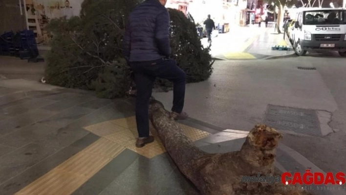 Tokat'ta fırtına ağaçları kökünden söktü