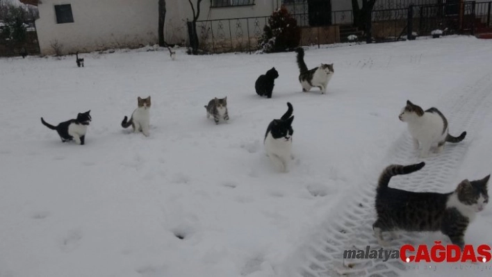 Tokat'ta kar yağışı yüksek kesimlerde etkili oldu