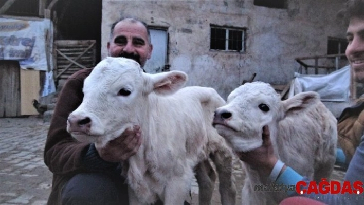 Tokatlı besicinin ikiz buzağı sevinci