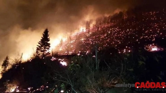 Trabzon ve Giresun'da orman yangınları