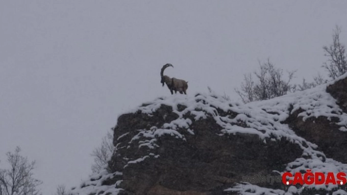 Tunceli'de karda dağ keçileri yiyecek ararken görüntülendi