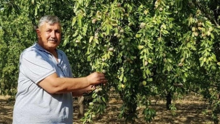 Turanlı, 'Toprak Mahsulleri Ofisi badem alımını üstlenmelidir'