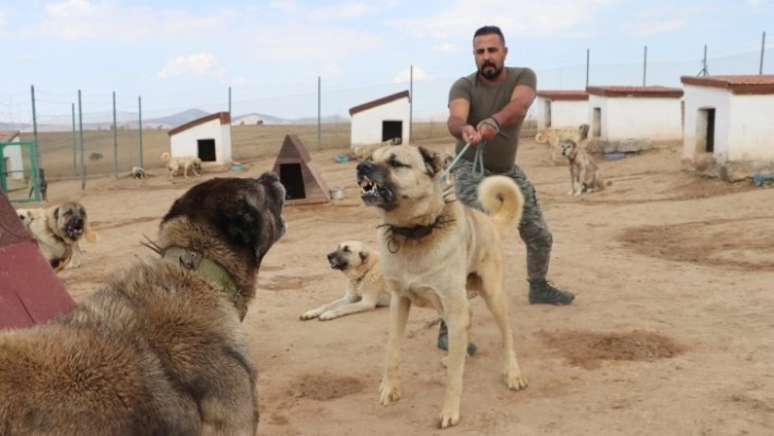 Türk sınırlarını Kangallar koruyacak