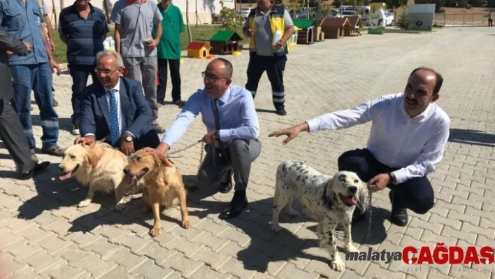 Türkiye'nin en büyük ve en modern hayvan barınağı Konya'da