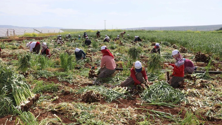 Ücretli çalışan sayısı arttı