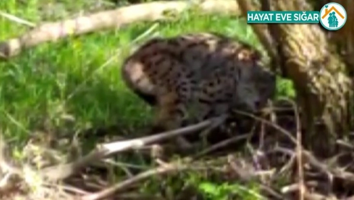 Vahşi vaşağı 'pisi pisi' diye çağırdı