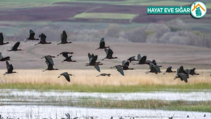 Vali Ayhan'dan foto safari