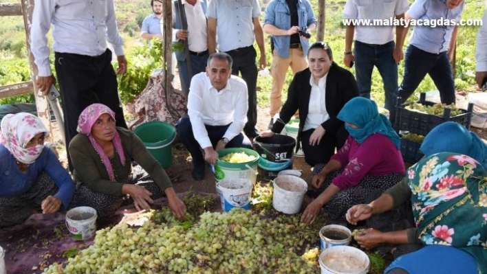 Vali Çuhadar bağbozumuna katıldı