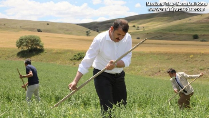 Vali kolları sıvadı, tarlaya girip tırpanla yem bitkisi hasat etti