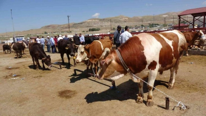 Van'da kurbanlıklar görücüye çıktı