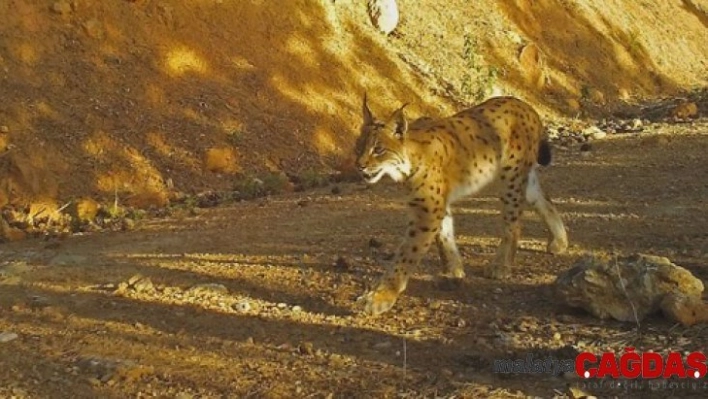 Vaşak fotokapana takıldı