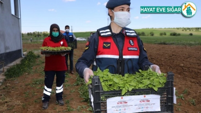 Vefalı eller, 2 milyon fideyi çiftçiye ulaştırmaya başladı