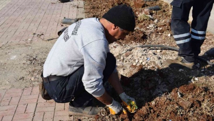 Viranşehir'de yeşil alanlar güllerle donatılacak