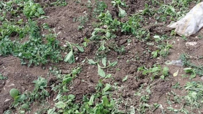 Yaban domuzları ekinlere zarar verdi