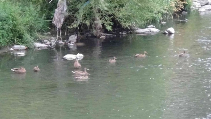 Yaban ördekleri yavrularını Kars'ta büyüttü