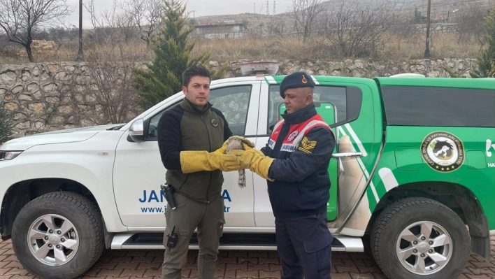 Yaralı bulunan atmaca tedavi altına alındı