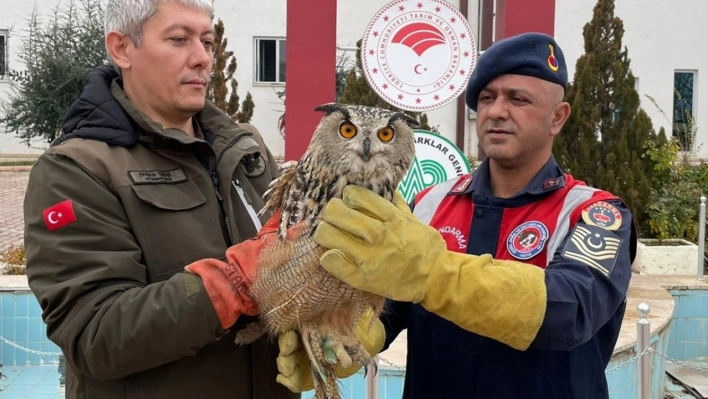 Yaralı bulunan kulaklı orman baykuşu tedavi altına alındı