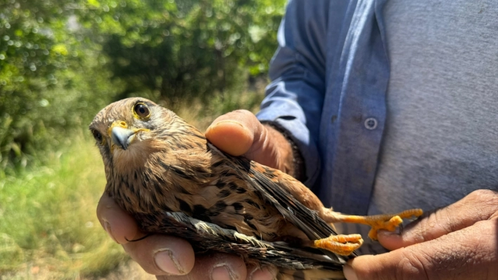 Yaralı bulunan şahin tedaviye alındı