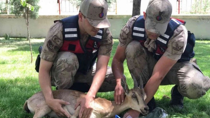 Yaralı dağ keçilerine jandarma şefkati