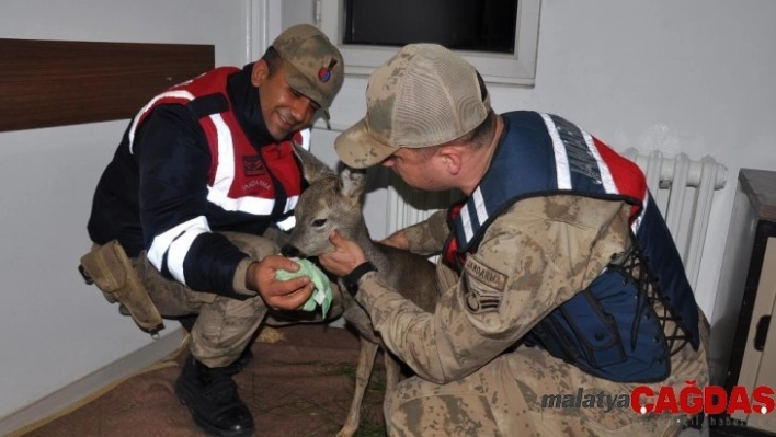 Yaralı karacanın imdadına jandarma yetişti