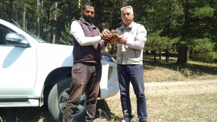 Yaralı kızıl şahin tedavi altına alındı