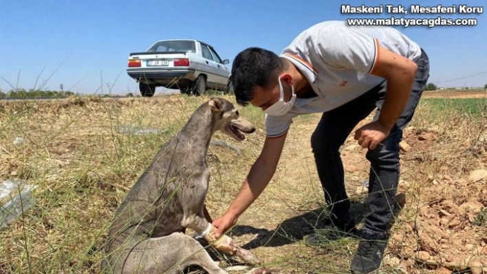 Yaralı köpek için seferber oldular