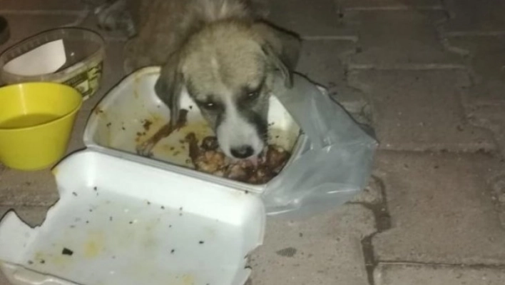 Yaralı köpek tedavi altına alındı