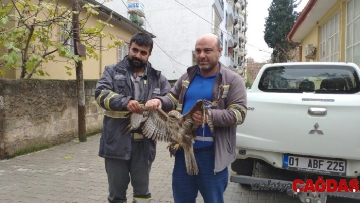 Yaralı olarak bulunan kızıl şahin koruma altına alındı